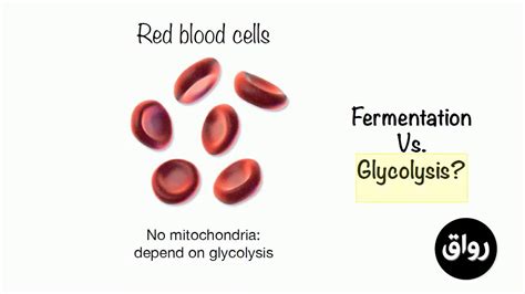 رواق أساسيات الكيمياء الحيوية انشطار الجلوكوز 1 Glycolysis Youtube