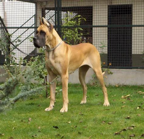 Dogue Alemão Características Da Raça Fotos E Vídeos Cães Online