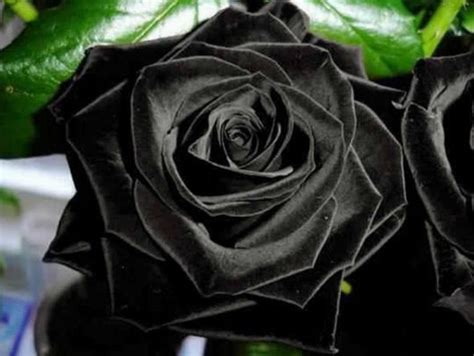 Fascinantes Rosas Negras Que Crecen Naturalmente En Turqu A Tronya