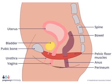 Anatomy of pregnancy and birth - perineum and pelvic floor | Pregnancy