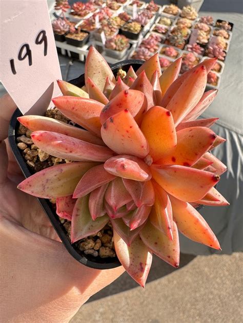 Echeveria Pink Champagne Cluster Imported Rare Succulent Plants Etsy