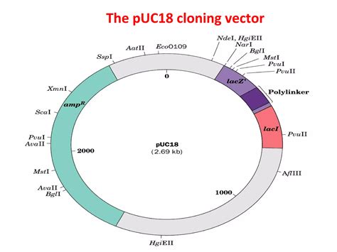 Cloning vectors | PPT