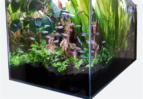 Crystal Aquarium From Lifegard Aquatics Ultra Clear Low Iron Glass 3 8 Gallons Built In Side