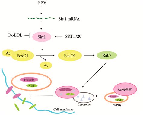 Ijms Free Full Text Effect Of Autophagy Regulated By Sirt1foxo1