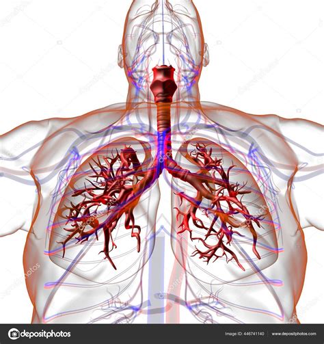 Lungs Human Respiratory System Anatomy Medical Concept Illustration