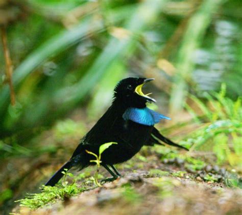 Scoperta Nuova Specie Di Uccello Del Paradiso Pikaia