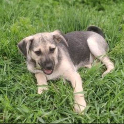 Gratin Chien Croisé e à l adoption Neuilly Plaisance Pet Adoption