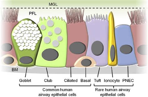 1 Schematic Of Common And Rare Cell Types Of The Human Airway