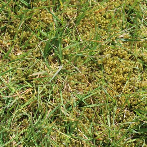 How To Get Rid Of Moss In Lawns Eliminate And Prevent Moss Mushrooms