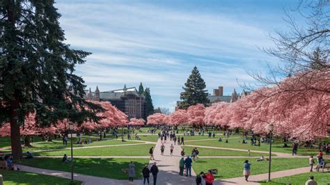 Cherry Blossom Run Seattle 2024 Alana Augusta