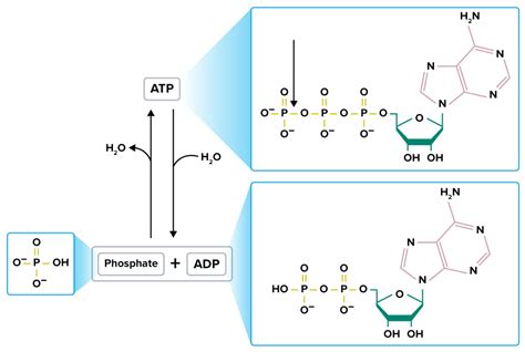 Flexi answers - Give the structure and function of an ATP molecule ...