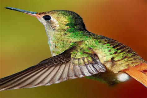 Cuál es la migración típica de los colibríes en tu región Aves Mundo