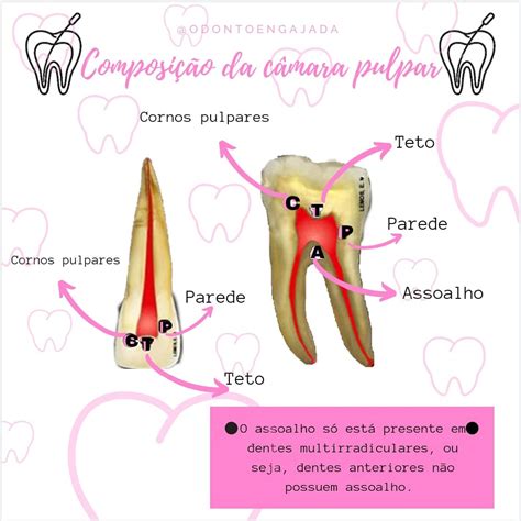 vaporizador dignidade girassol camara pulpar mesmo assim Quinto Inscrição