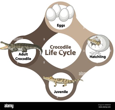 Crocodile Life Cycle Diagram Stock Vector Image & Art - Alamy