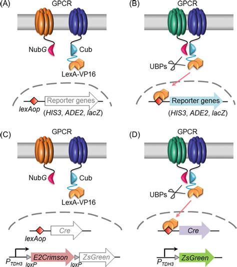 Biosensing Techniques In Yeast G Protein Signaling And Protein Protein