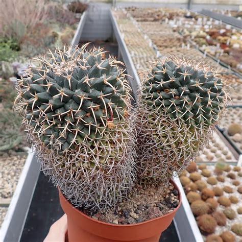 Mammillaria Magnimamma Uhlig Kakteen More Than 5000 Different Species