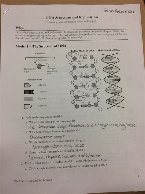 The Structure Of Dna Worksheet Printable And Distance Learning