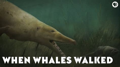 When Whales Walked Youtube