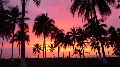 Palm Trees, Sunset, Riviera Nayarit - Palm Tree Wallpaper Sunset ...