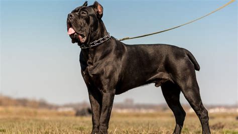 Cane Corso Todo Lo Que Tienes Que Saber De Esta Raza