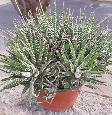 Haworthia Attenuata O Planta Cebra En Venta En Jacala De Ledezma