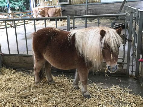 Befriend The Animals At Staunton Country Park Farm Havant Toddle Doddle