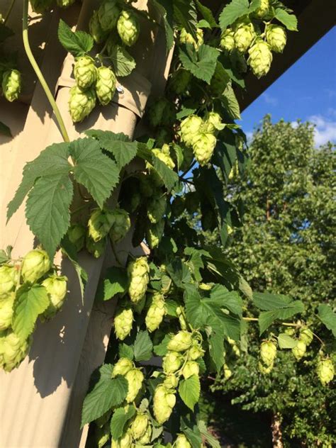 cascade hop harvest 2016 | Sips