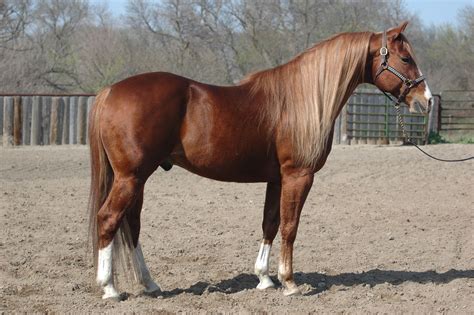 Sorrel Or Bay Tobiano Beautiful Horses Horses Chestnut Horse