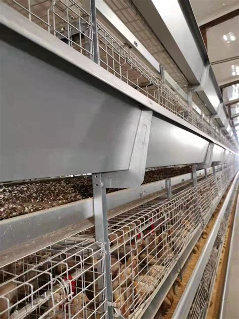 Design Modern Poultry Farm House Automatic Galvanized Battery Chicken