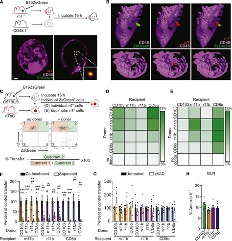 Visualizing Synaptic Transfer Of Tumor Antigens Among Dendritic Cells