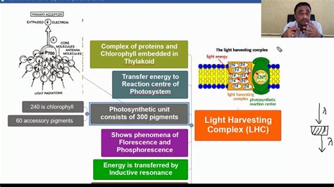 Light Harvesting Complex Youtube