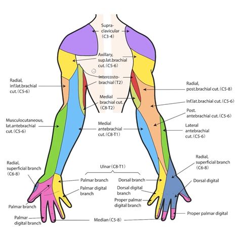 Ulnar Nerve Dermatome Pattern Dermatomes Chart And Map