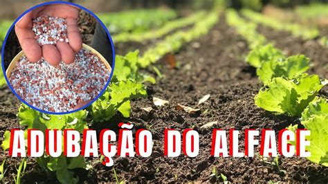 Como fazer adubação de cobertura na alface YouTube