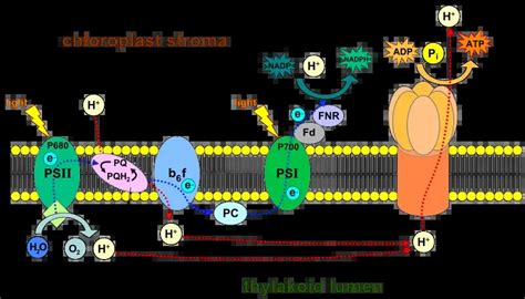 Photosynthesis Definition Steps Equation Process Diagram