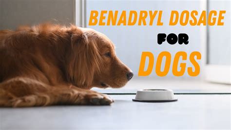 Benadryl Dosage For Dogs Guide Youtube