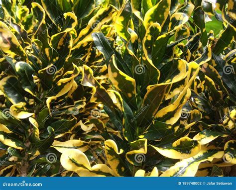 Green and Yellow Plants for Design Elements Stock Photo - Image of food ...