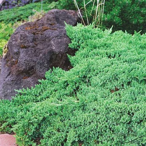 Dwarf Juniper Shrubs