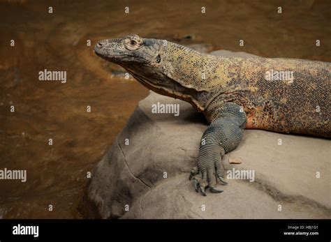 Profilo Del Drago Di Komodo Immagini E Fotografie Stock Ad Alta