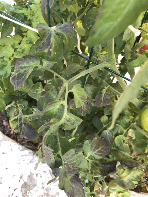 Why Is My Leaves Turning Black at Raymond Rosaria blog