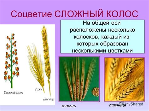 Сложный колос рисунок (57 фото)
