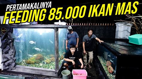 Pertama Kali Live Feeding Ikan Predator Di Megatank Fiber Glass Ton