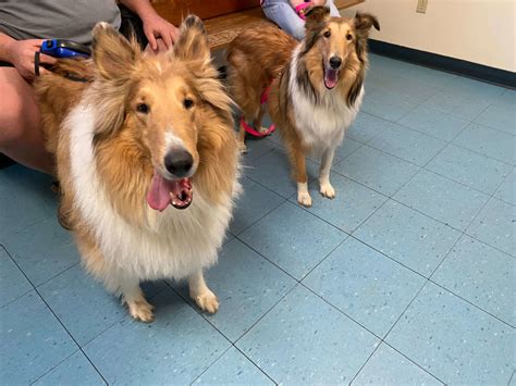 caring hands animal hospital arlington va