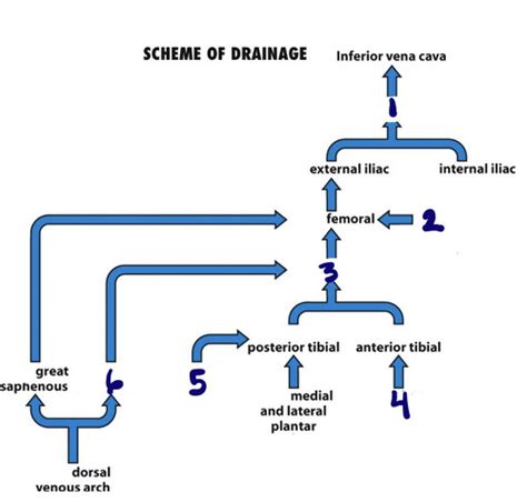 Vessels Flow And Charts Flashcards Quizlet