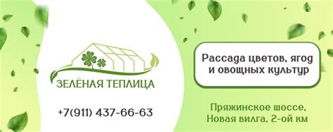Зелёная Теплица | Рассада | Новая Вилга | «ЗЕЛЁНАЯ ТЕПЛИЦА» - это ...