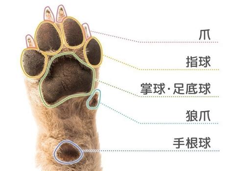 犬の肉球は何のためにある？役割や構造・ケアについて解説します いぬのきもちnews