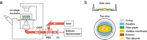 Schematic Of The Setup A Confocal Brillouin Microscope With On Stage