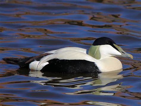 SEA DUCK IDENTIFICATION - WWT SLIMBRIDGE