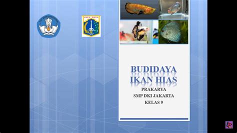 Prakarya Kls Budidaya Ikan Hias Youtube