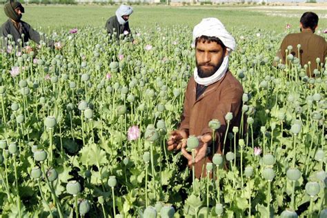 Record Opium Harvest Expected In Afghanistan