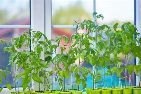 Tomaten aussäen vorziehen Wie und wann der Hobbygärtner